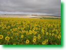 camino09-web (11)1.jpg